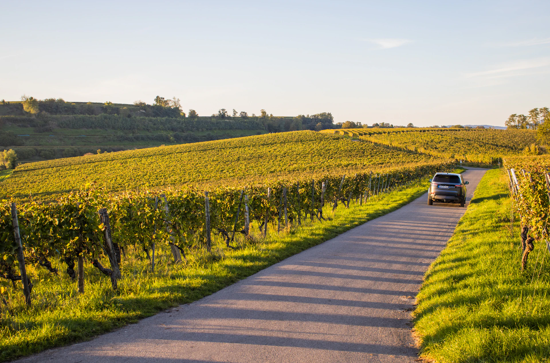 Route dans le vignoble du Rhin supérieur